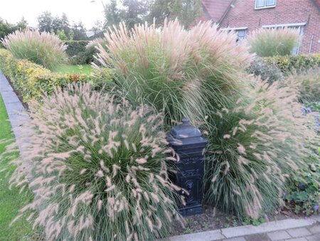 Pennisetum al. 'Hameln' geen maat specificatie 0,55L/P9cm - afbeelding 22