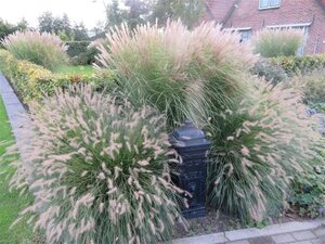 Pennisetum al. 'Hameln' geen maat specificatie 0,55L/P9cm - afbeelding 22