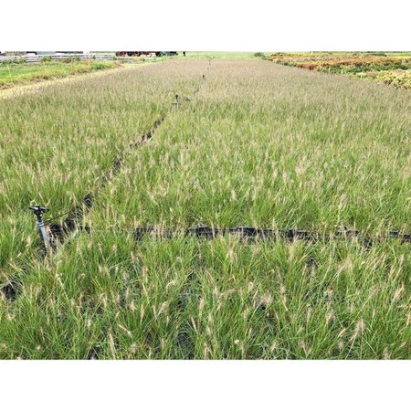 Pennisetum al. 'Hameln' geen maat specificatie 0,55L/P9cm - afbeelding 24