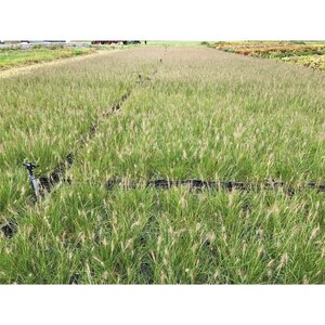 Pennisetum al. 'Hameln' geen maat specificatie 0,55L/P9cm - afbeelding 24