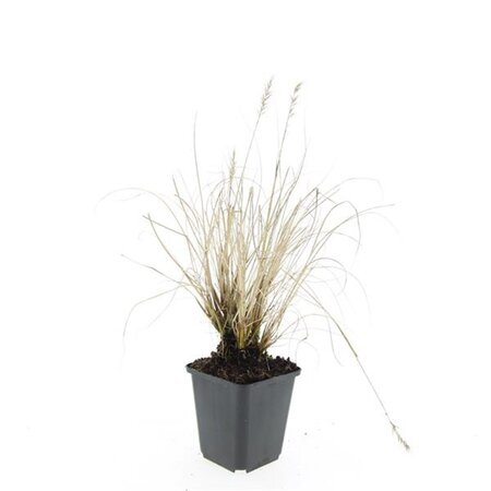 Pennisetum al. 'Hameln' geen maat specificatie 0,55L/P9cm - afbeelding 4