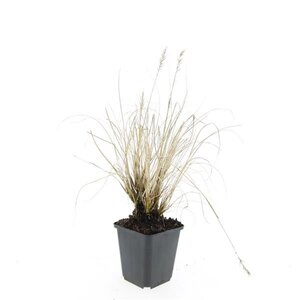 Pennisetum al. 'Hameln' geen maat specificatie 0,55L/P9cm - afbeelding 4