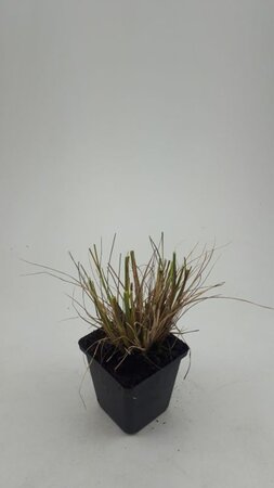 Pennisetum al. 'Hameln' geen maat specificatie 0,55L/P9cm - afbeelding 5