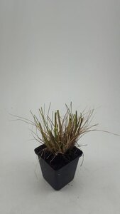 Pennisetum al. 'Hameln' geen maat specificatie 0,55L/P9cm - afbeelding 5