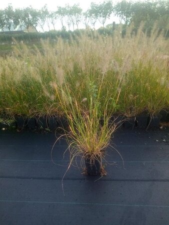 Pennisetum al. 'Hameln' geen maat specificatie 0,55L/P9cm - afbeelding 20
