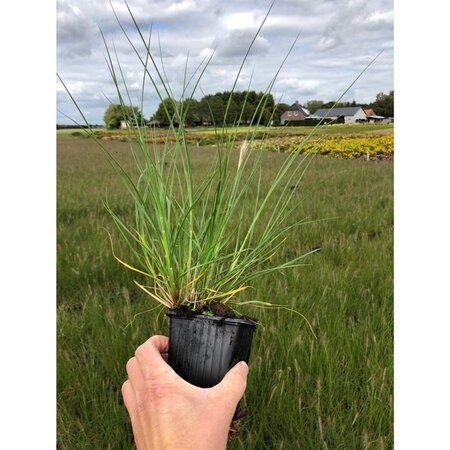 Pennisetum al. 'Hameln' geen maat specificatie 0,55L/P9cm - afbeelding 14