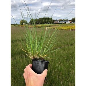 Pennisetum al. 'Hameln' geen maat specificatie 0,55L/P9cm - afbeelding 14