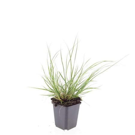 Pennisetum al. 'Hameln' geen maat specificatie 0,55L/P9cm - afbeelding 6