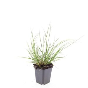 Pennisetum al. 'Hameln' geen maat specificatie 0,55L/P9cm - afbeelding 6