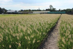 Pennisetum al. 'Hameln' geen maat specificatie 0,55L/P9cm - afbeelding 8