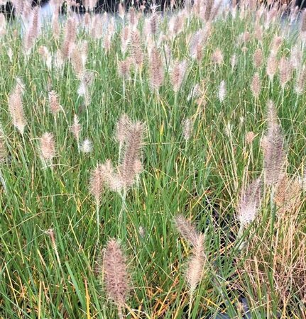 Pennisetum al. 'Hameln' geen maat specificatie 0,55L/P9cm - afbeelding 6