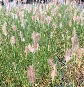 Pennisetum al. 'Hameln' geen maat specificatie 0,55L/P9cm - afbeelding 6