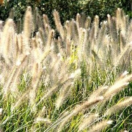 Pennisetum al. 'Hameln' geen maat specificatie 0,55L/P9cm - afbeelding 7