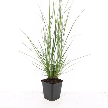 Pennisetum al. 'Hameln' geen maat specificatie 0,55L/P9cm - afbeelding 7
