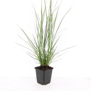 Pennisetum al. 'Hameln' geen maat specificatie 0,55L/P9cm - afbeelding 7