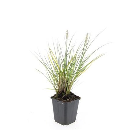 Pennisetum al. 'Hameln' geen maat specificatie 0,55L/P9cm - afbeelding 8