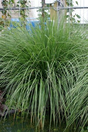 Pennisetum al. 'Hameln' geen maat specificatie 0,55L/P9cm - afbeelding 23