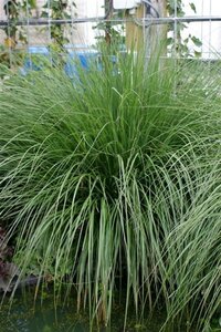 Pennisetum al. 'Hameln' geen maat specificatie 0,55L/P9cm - afbeelding 23