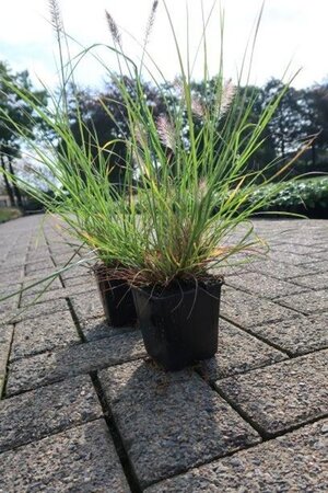 Pennisetum al. 'Hameln' geen maat specificatie 0,55L/P9cm - afbeelding 10