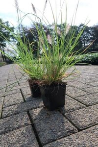 Pennisetum al. 'Hameln' geen maat specificatie 0,55L/P9cm - afbeelding 10