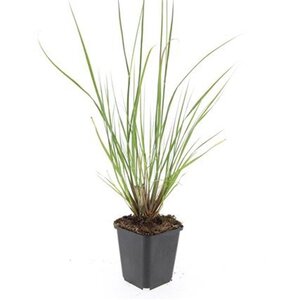 Pennisetum al. 'Hameln' geen maat specificatie 0,55L/P9cm - afbeelding 18
