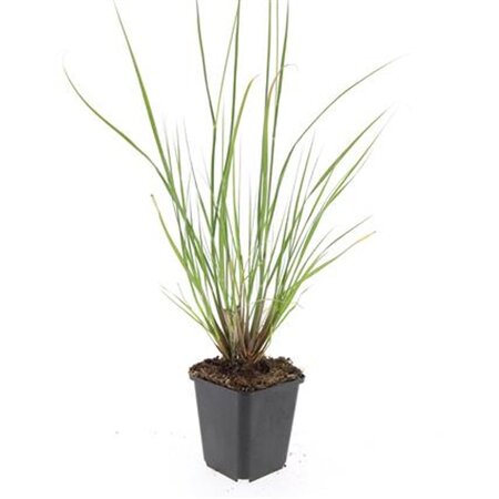 Pennisetum al. 'Hameln' geen maat specificatie 0,55L/P9cm - afbeelding 9