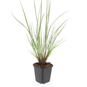 Pennisetum al. 'Hameln' geen maat specificatie 0,55L/P9cm - afbeelding 9