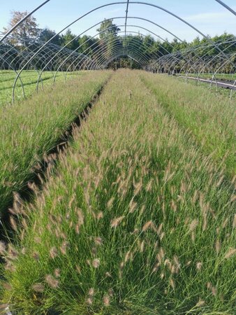 Pennisetum al. 'Hameln' geen maat specificatie 0,55L/P9cm - image 4
