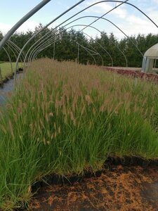 Pennisetum al. 'Hameln' geen maat specificatie 0,55L/P9cm - image 3