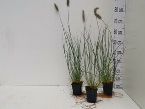 Pennisetum al. 'Hameln' geen maat specificatie 0,55L/P9cm - image 2
