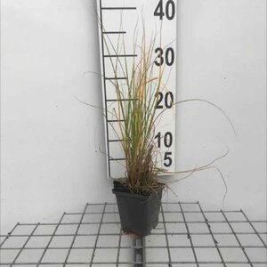 Pennisetum al. 'Hameln' geen maat specificatie 0,55L/P9cm - image 11