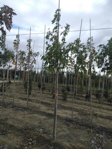 Acer saccharinum 8-10 Hoogstam wortelgoed - afbeelding 7