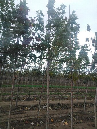 Acer saccharinum 8-10 Hoogstam wortelgoed - afbeelding 9