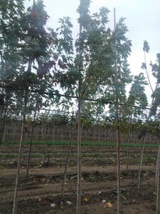 Acer saccharinum 8-10 Hoogstam wortelgoed - afbeelding 9