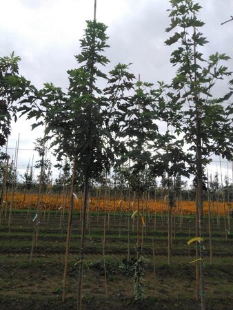 Acer saccharinum 8-10 Hoogstam wortelgoed - afbeelding 6