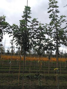 Acer saccharinum 8-10 Hoogstam wortelgoed - afbeelding 6