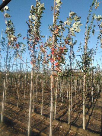 Acer saccharinum 8-10 Hoogstam wortelgoed - afbeelding 8
