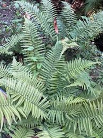 Dryopteris cycadina= atrata geen maat specificatie 0,55L/P9cm