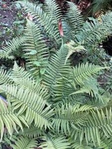 Dryopteris cycadina= atrata geen maat specificatie 0,55L/P9cm
