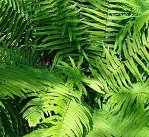 Dryopteris cycadina= atrata geen maat specificatie 0,55L/P9cm