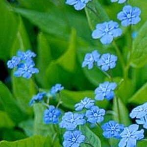 Omphalodes verna geen maat specificatie 0,55L/P9cm - afbeelding 7