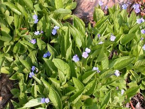 Omphalodes verna geen maat specificatie 0,55L/P9cm
