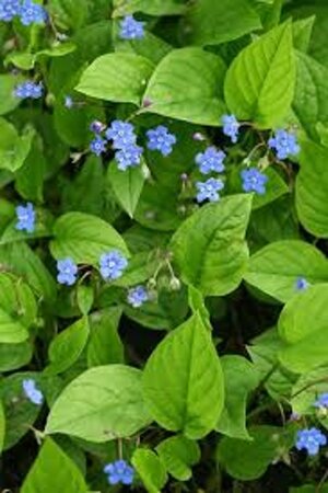 Omphalodes verna geen maat specificatie 0,55L/P9cm - afbeelding 6
