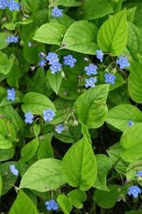 Omphalodes verna geen maat specificatie 0,55L/P9cm - afbeelding 6