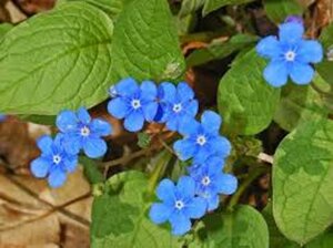 Omphalodes verna geen maat specificatie 0,55L/P9cm - afbeelding 5