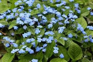 Omphalodes verna geen maat specificatie 0,55L/P9cm - afbeelding 4