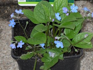Omphalodes verna geen maat specificatie 0,55L/P9cm - afbeelding 5