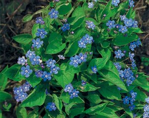 Omphalodes verna geen maat specificatie 0,55L/P9cm - afbeelding 2