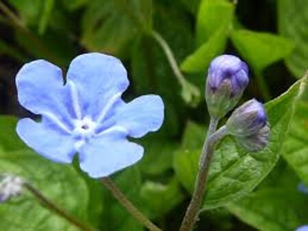 Omphalodes verna geen maat specificatie 0,55L/P9cm - afbeelding 11