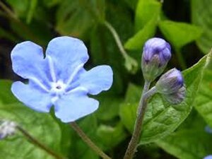 Omphalodes verna geen maat specificatie 0,55L/P9cm - afbeelding 11